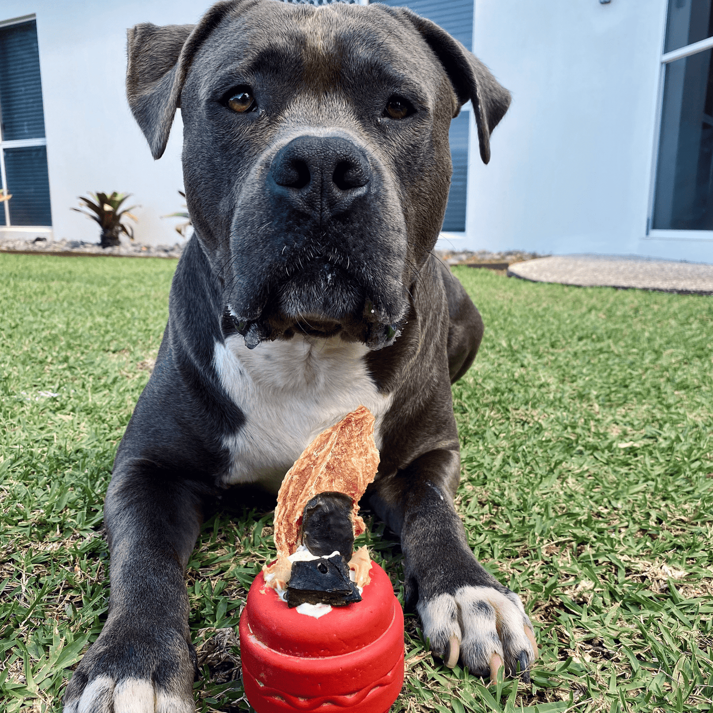 Cheeseburger - BROWN - FREE GIFT