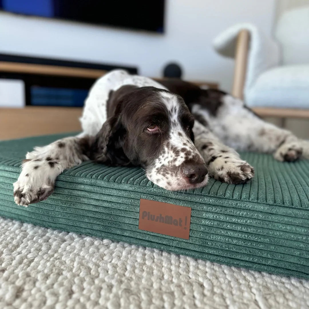 Luxury Dog Bed