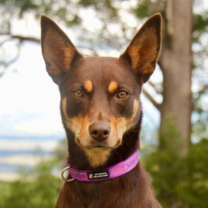 Aqua Dog (Ocean Safe) ID Collar - Australian Made