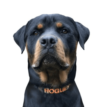 Camouflage Dog ID Collar - Australian Made