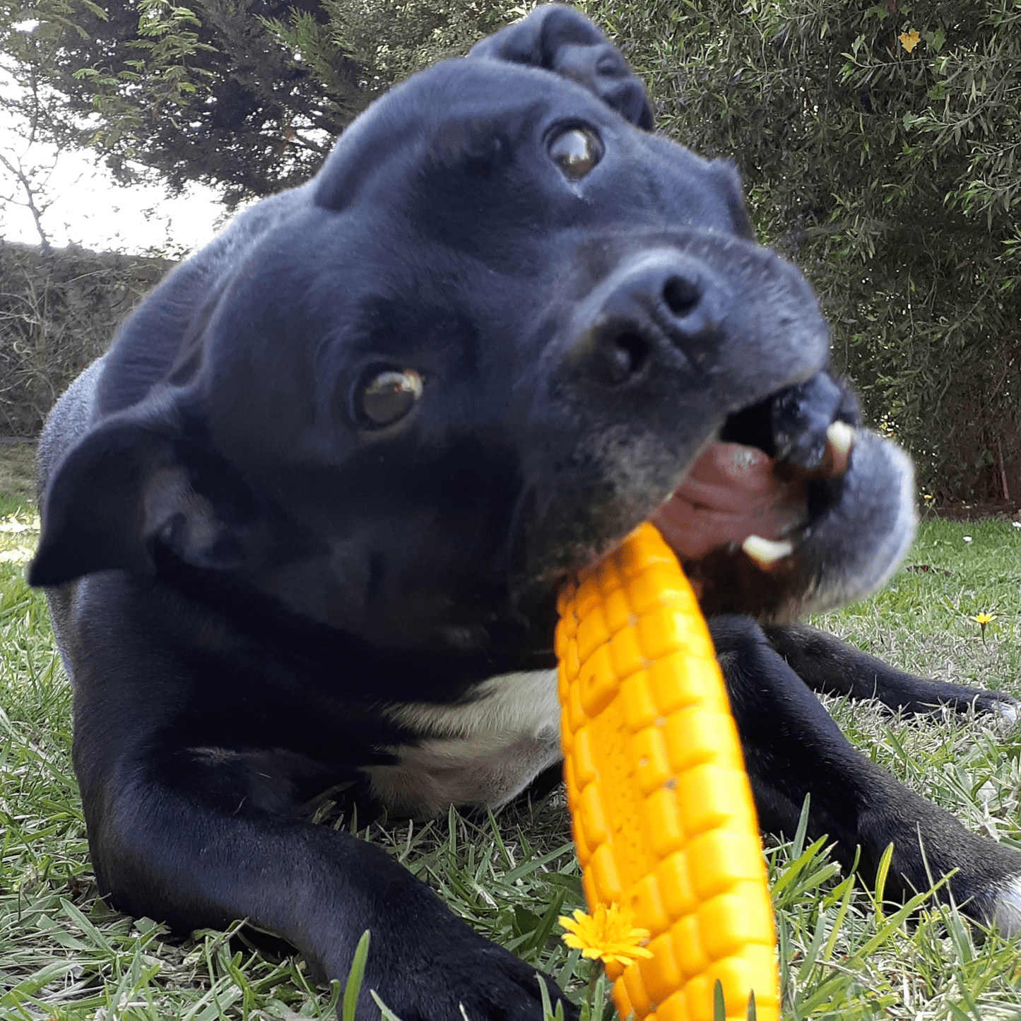 Nylon Corn On The Cob
