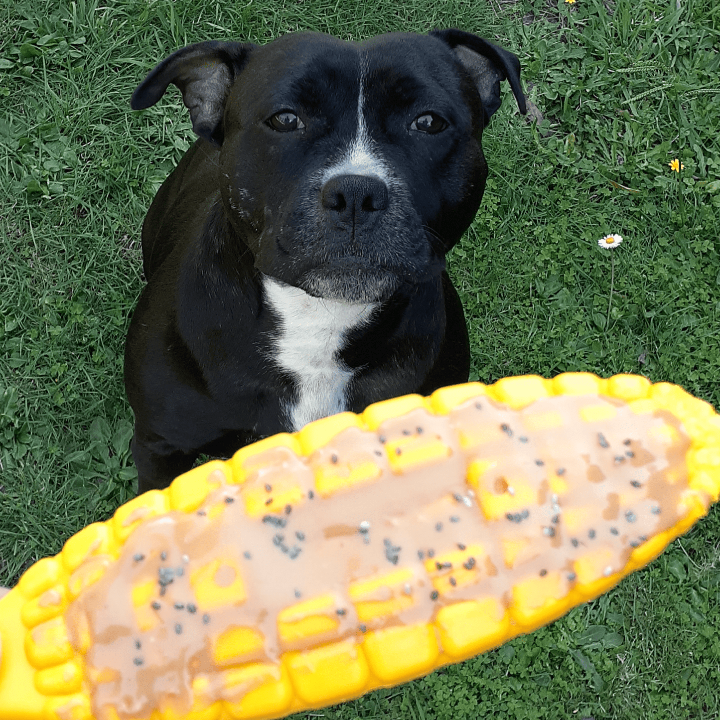 Nylon Corn On The Cob