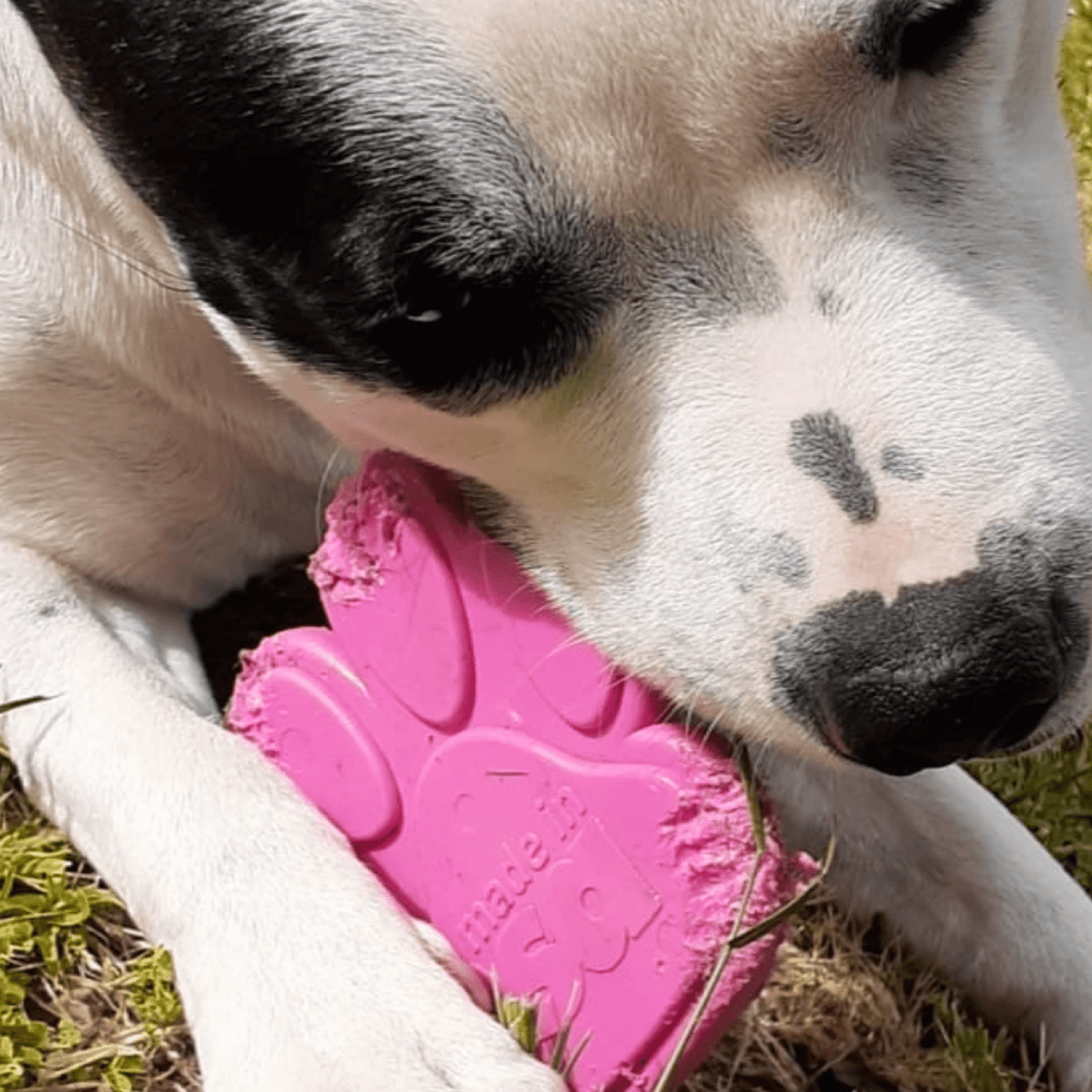 Nylon Paw (Power Chewers)