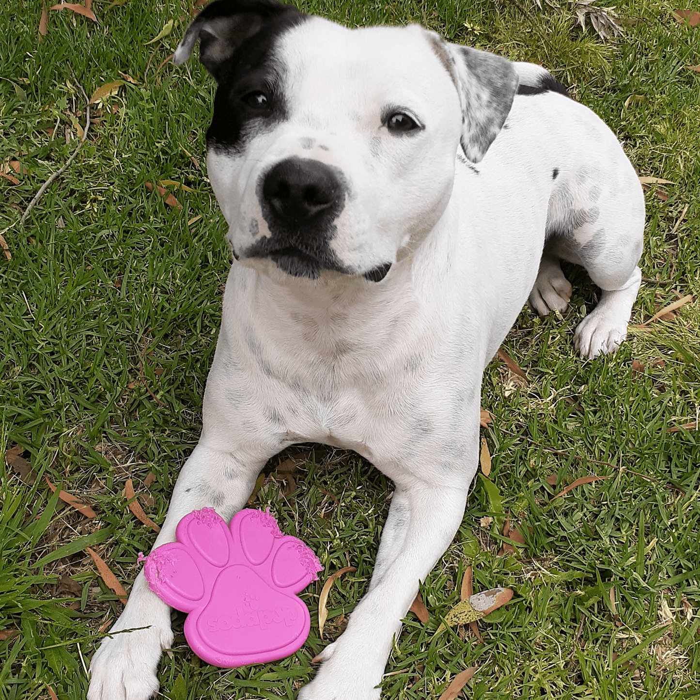 Nylon Paw (Power Chewers)