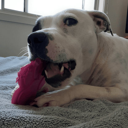 Nylon Paw (Power Chewers)