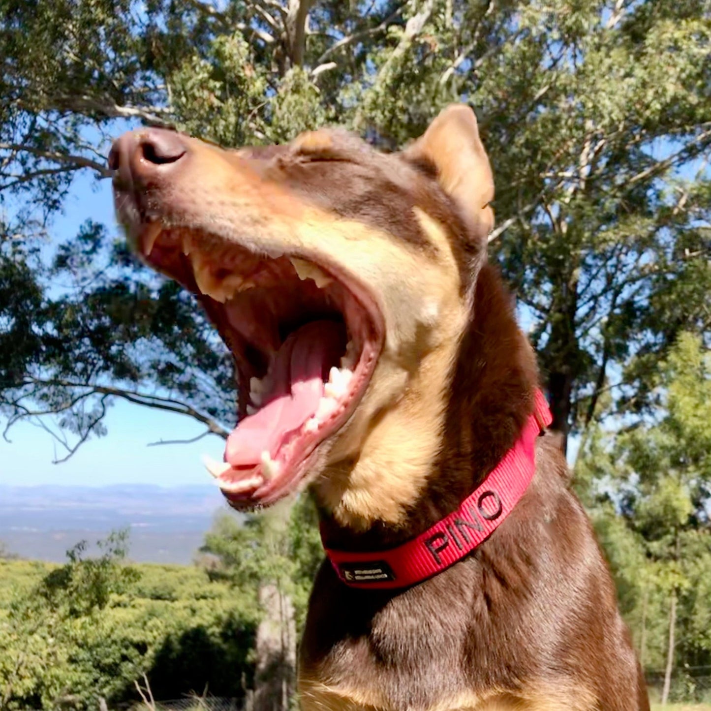 Slip on Martingale Identification Collar - Australian Made